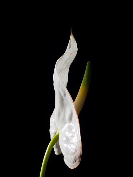 Художественная фотография цветка антуриума на черном фоне Художественная фотография цветка антуриума на черном фоне