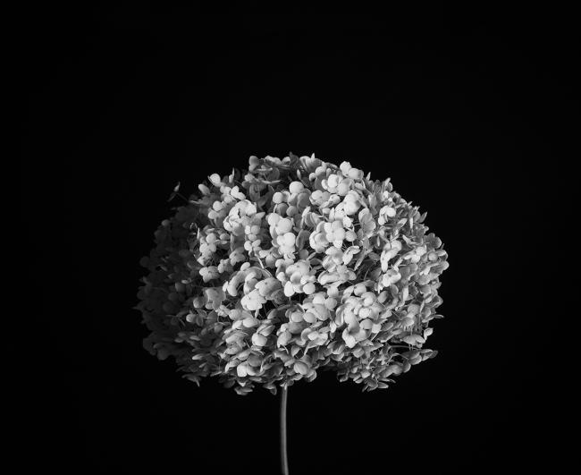 Чёрно-белая фотография соцветия белой гортензии на тёмном фоне