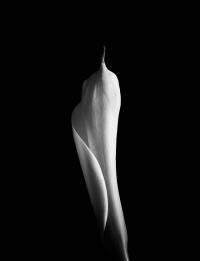 Белая Калла