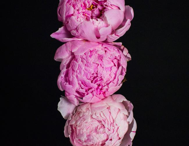 Розовые пионы на тёмном фоне, художественная фотография цветов Розовые пионы на тёмном фоне, художественная фотография цветов