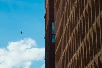 Сокол в городе