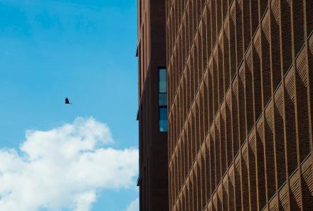 Сокол в городе