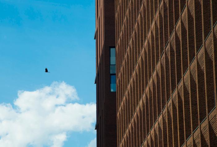 Сокол в полёте на фоне неба рядом с фасадом городского здания — фотография о контрасте природы и архитектуры