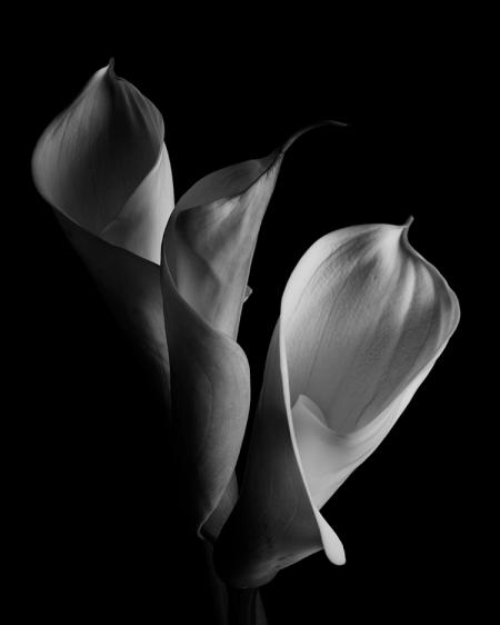 Три цветка каллы на тёмном фоне, чёрно-белая художественная фотография — пластика формы и света Три цветка каллы на тёмном фоне, чёрно-белая художественная фотография — пластика формы и света