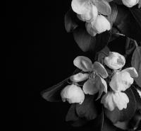 Яблоня в цвету 